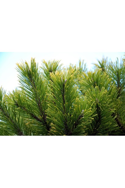 Хвоя сосны горная Винтер Голд